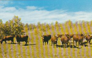 Canada Dual Purpose Herd Of Red Poll Cattle Crystal City Manitoba