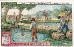 Liebig Trade Card S1176 Breeding Of Useful Animals No 4 Fish Farming