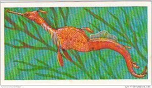 Brooke Bond Vintage Trade Card Incredible Creatures 1986 No 15 Weedy Sea Dragon