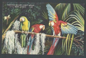 Ca 1928 PPC* THREE MACAWS IN PARROT JUNGLE MIAMI MINT