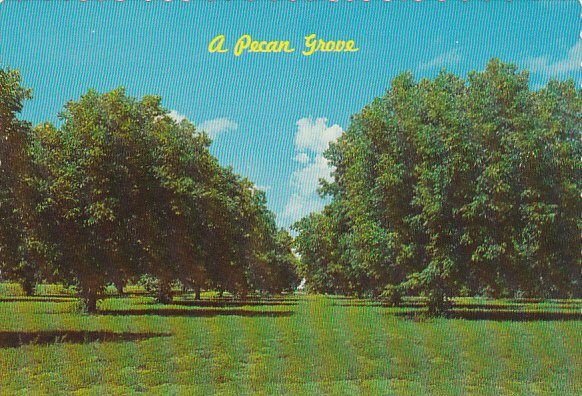 A Pecan Grove Georgia