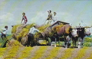 Canada Hay Making In Nova Scotia