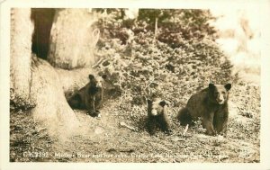 Momma Bear Cubs Sawyer Crater Lake National Park 1930s Photo Postcard 21-2460