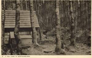 canada, Newfoundland, Fox Farm (1920s) Raphael Tuck Postcard