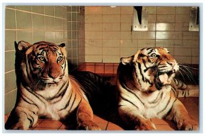 1967 Bengal Tigers New Milwaukee County Zoological Park Milwaukee WI Postcard