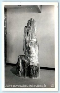 RPPC VANTAGE, WA  Oak Stump, Spruce Log GINKGO PETRIFIED FOREST Museum Postcard