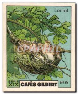 Image Coffees Gilbert Oriole Bird