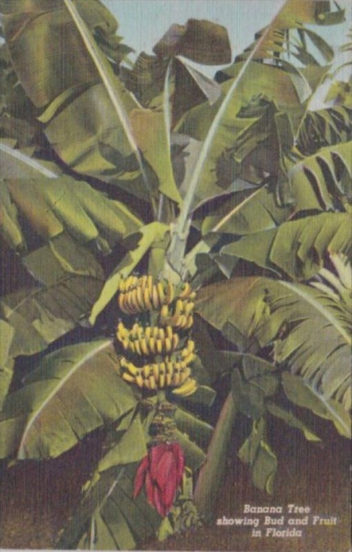 Florida Banana Tree Showing Bud and Fruit Curteich