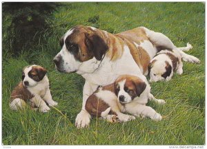 St. Bernard Dogs, MUNCHEN, Germany, PU-1974