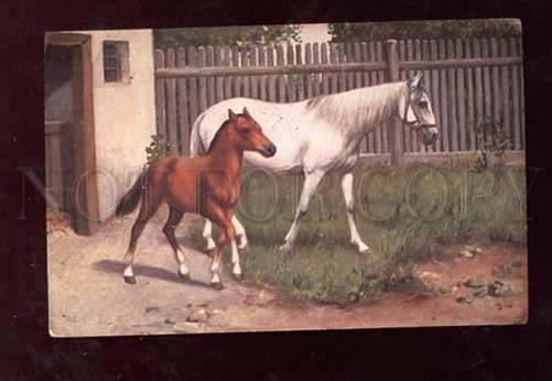 013250 White HORSE & FOAL near Stable Vintage Color PC