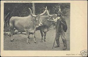 portugal, Uma Junta de Bois do Norte, Cows (ca. 1899)