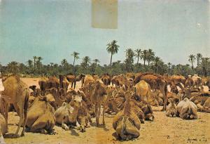 BR44040 Tunisia troupeau des Chamaux camel animaux animals