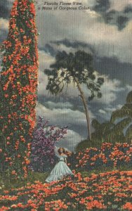 Vintage Postcard 1950's Florida Flame Vine Gorgeous Color Beautiful Flowers FL