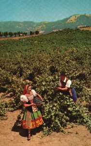 Asti Sonoma County Calif., 1970 Italian Swiss Colony Vineyard, Vintage Postcard