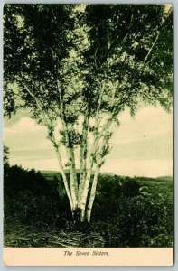 The Seven Sisters, Tree - Postcard 