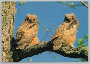 Wisconsin~Two Brown Owls Sitting On Tree Branch~Continental Postcard 