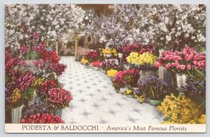 Advertising~Podesta & Baldocchi Florists Flower Display~Vintage Postcard