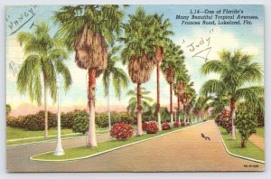 Frances Road Lakeland Florida, Street Lined with Palm Trees Linen Postcard c1952