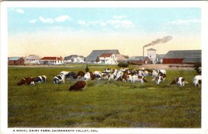 CA, California MODEL DAIRY FARM~COWS In The SACRAMENTO VALLEY ca1920's Postcard
