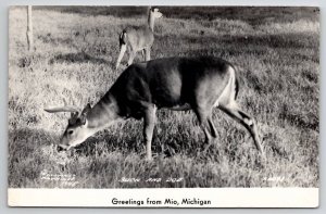 RPPC Mio Michigan Buck And Doe Deer Grazing On Grass Real Photo Postcard U25