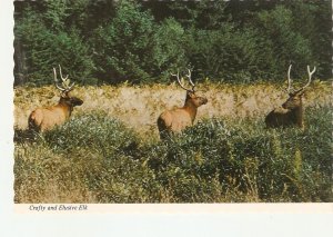 Animals. Crafty and elusive Elk  Modern American photo postcard