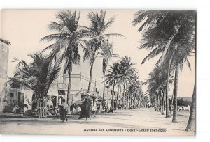 Saint Louis Senegal Postcard 1901-1907 Avenue des Cocotiers Street Scene