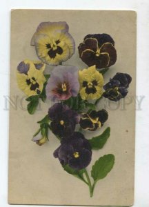 3127391 PANSY Bouquet Vintage Rommel 1913 PC