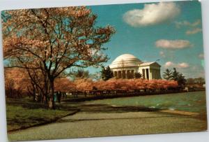 Jefferson Memorial rising through Cherry Blossoms