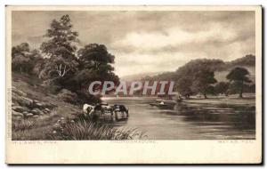 Old Postcard Lawes Cows