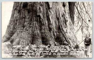 Redwood Highway CA~Big Tree Park~The Oldest Living Thing~Real Photo Postcard