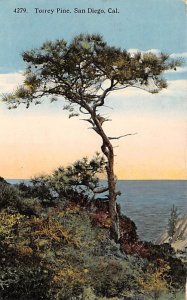 Torrey Pine San Diego CA