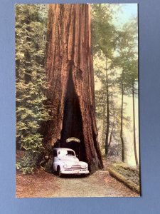 Redwood Shrine Redwood Highway CA Chrome Postcard A1170085213