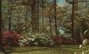 Postcard The Dogwood City Typical Scene In Residential Sections Atlanta Georgia