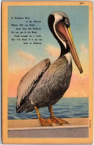 Postcard Gorgeous bird is the pelican bill hold more than bellican