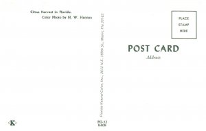 Citrus Harvest Florida Postcard