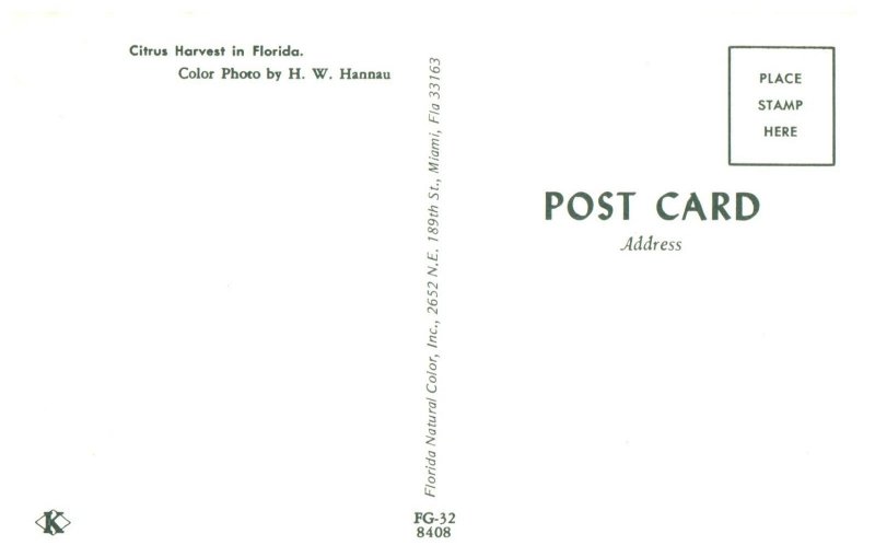 Citrus Harvest Florida Postcard