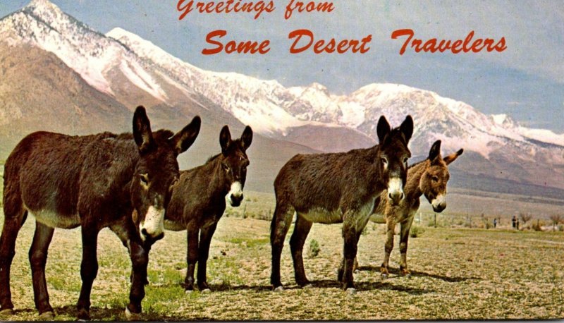 California Greetings From Some Desert Travelers Donkeys