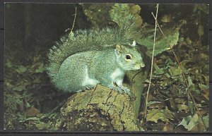 Grey Squirrel - [MX-539]