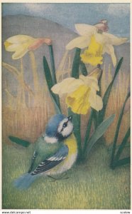 AS: Heda ARMOUR : Bluetit & Daffodils , 1940-50s