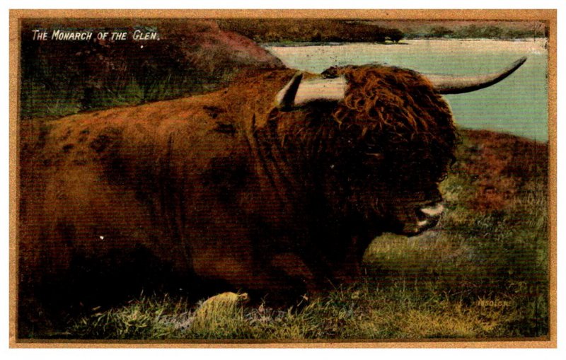 Monarch of the Glen Scottish Highland Cow