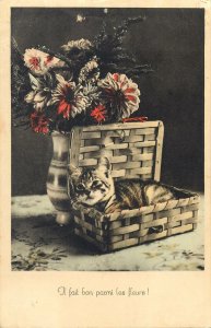 cat in front of vase flower bouqet funny greeting Postcard