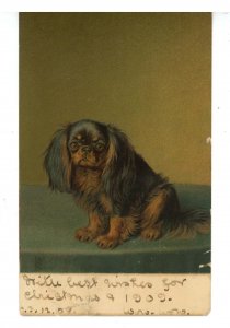 Dogs - Pekingese  (wear & tear)