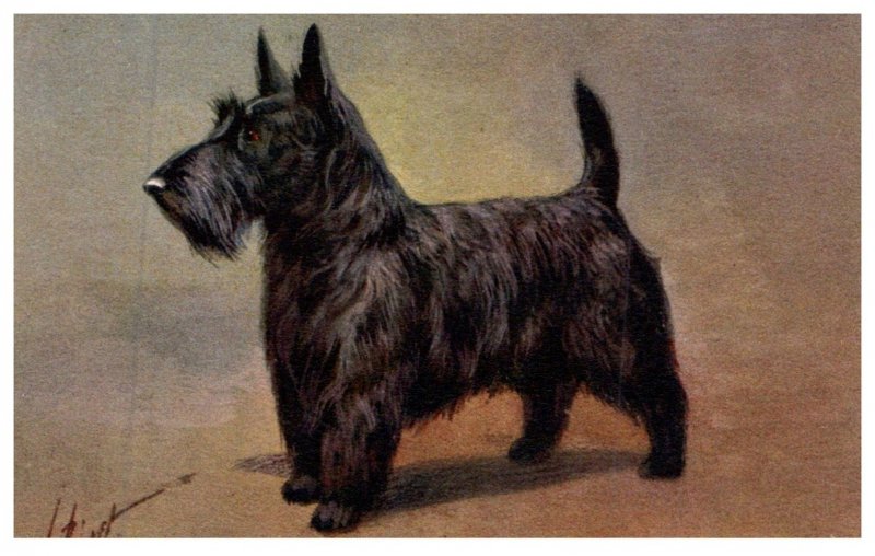 Dog ,  Scotch Terrier