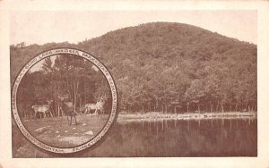 Wachusett Mountain, Princeton, MA Deer & Elk, Echo Lake State Reservation