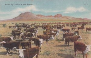 Cows At Round Up Time On The Range