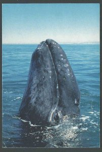Ca 1975 PPC Baby Gray Whale Nursery At Pacific Coast Hoping To Save Them Mint