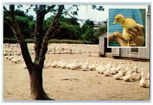 c1960 Long Island Duck C & R Duck Farm Multi-View Westhampton New York Postcard