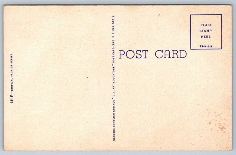 Oleanders In Full Bloom, Florida, Vintage Curteich Linen Postcard