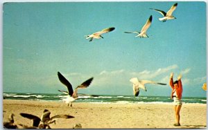 Postcard - Sea Gull Time! 