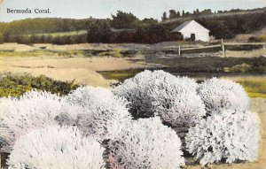 Bermuda Coral Bermuda Postcard